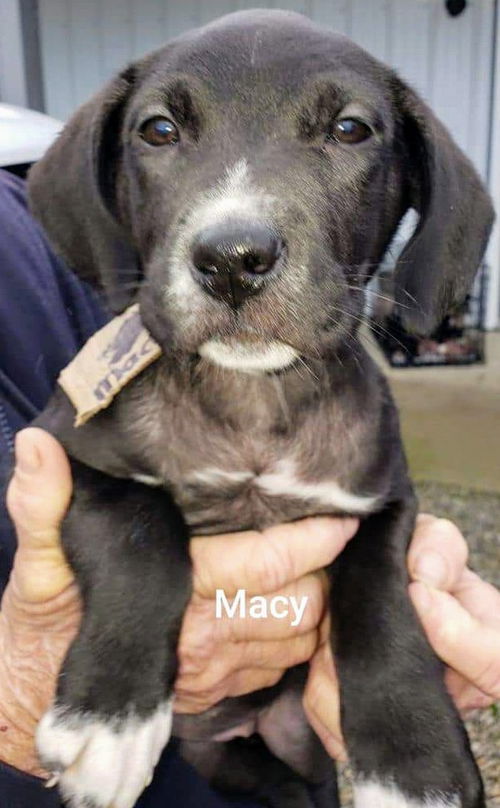 Catahoula Leopard Mix (Macy)