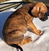 Boxer Mix (Ben)
