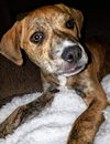 Boxer Mix (Ben)