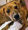 Boxer Mix (Ben)