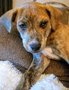 Boxer Mix (Ben)