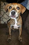 Boxer Mix (Ben)