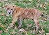 Boxer Mix (Ben)