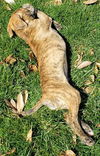 Boxer Mix (Ben)