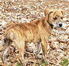 Boxer Mix (Ben)