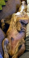 Boxer Mix (Ben)