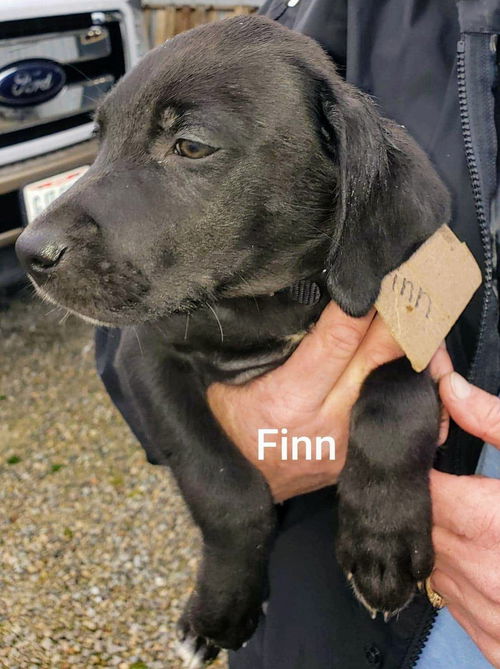 Catahoula Leopard Mix (Finn)