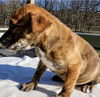 Boxer Mix (Hoss)