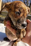 Boxer Mix (Hoss)