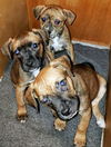 Boxer Mix (Hoss)
