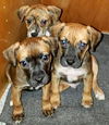 Boxer Mix (Hoss)