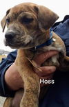 Boxer Mix (Hoss)