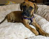 Boxer Mix (Hoss)