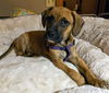 Boxer Mix (Hoss)