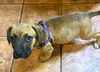 Boxer Mix (Hoss)