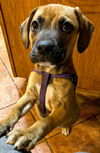 Boxer Mix (Hoss)