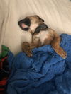 Boxer Mix (Hoss)
