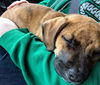 Boxer Mix (Hoss)