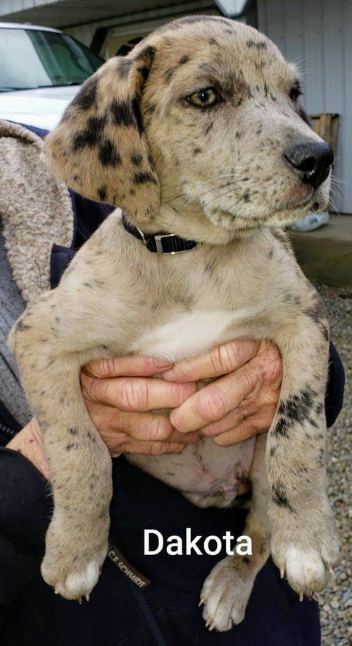 Catahoula Leopard Mix (Dakota)