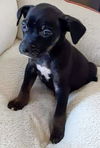 Boxer Mix (Thor)