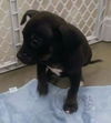 Boxer Mix (Thor)