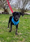 Boxer Mix (Thor)