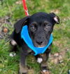Boxer Mix (Thor)