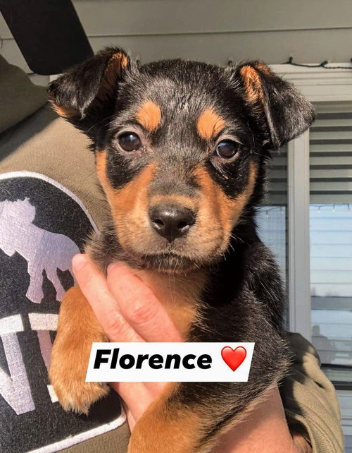 Florence (Terrier Mix Siblings)