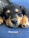 Florence (Terrier Mix Siblings)