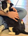 Terrier Mix Siblings (Paisley)