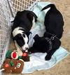 Terrier Mix Siblings (Paisley)