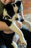 Terrier Mix Siblings (Paisley)