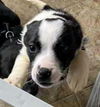 Terrier Mix Siblings (Paisley)