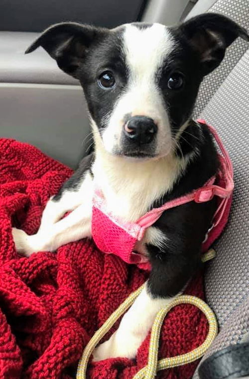Terrier Mix Siblings (Paisley)