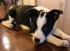 Terrier Mix Siblings (Paisley)
