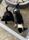 Terrier Mix Siblings (Penelope)
