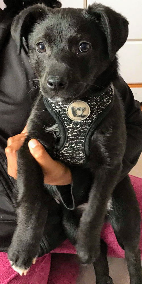 Terrier Mix Siblings (Penelope)