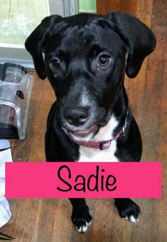 Lab mix pup (Sadie)
