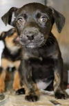 Harper (Terrier  Mix Siblings)