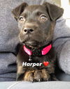 Harper (Terrier  Mix Siblings)