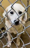 Lab Mix Brothers *Jackson*
