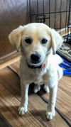 Lab Mix Brothers *Jackson*