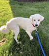 Lab Mix Brothers *Jackson*