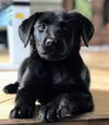 Lab Pup (Dakota)