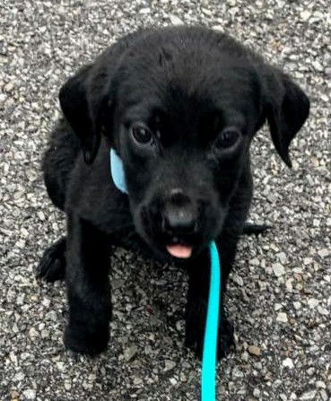 Lab Pup (Bandit)