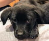 Lab Pup (Aspen)