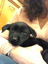 Lab Pup (Aspen)