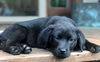 Lab Pup (Aspen)