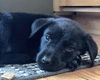 Lab Pup (Aspen)