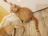 kitten - Chandler